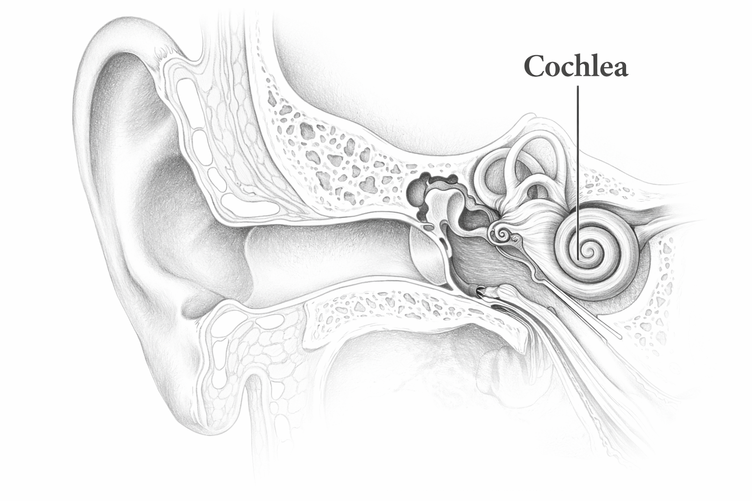 Cochlea